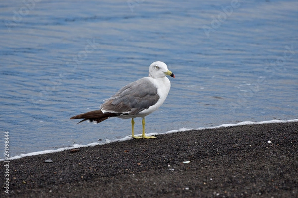 Obraz seagull on beach