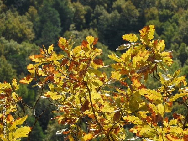 Fototapeta Colorful oak leaves lit by the rays of the sun on an autumn day