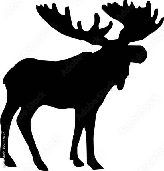 Obraz Moose