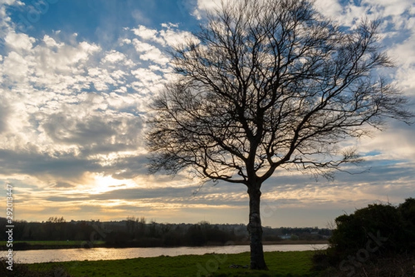 Fototapeta tree in sunset