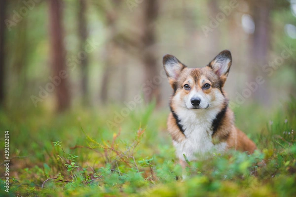 Obraz Welsh corgi pembroke dog,  in the forest, portrait. Autumn colors