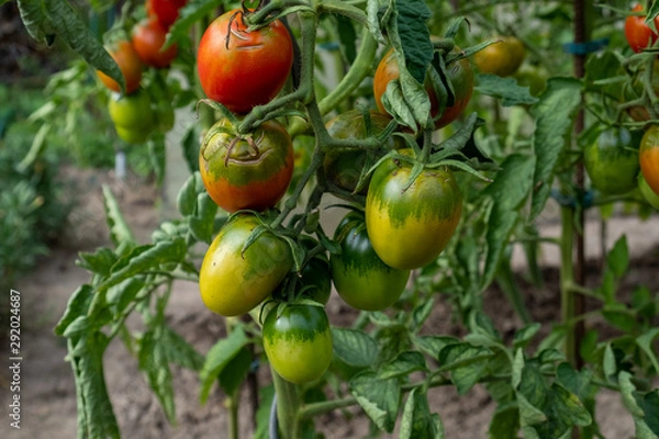 Obraz home-grown red, ripe and green tomatoes on the shrub in the garden