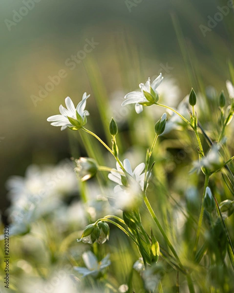 Obraz white flowers on green background