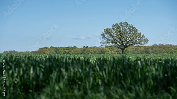 Obraz oaktree in the field