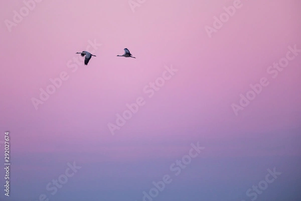 Obraz birds in flight