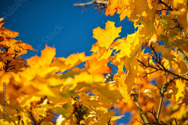 Fototapeta The Foliage Of Big Leaf Maple Tree In Bright Orange Golden Fall Color Against Deep Blue Sky During Autumn Season In The Pacific Northwest Forest, Washington, United States