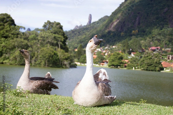 Obraz Gooses near a lake