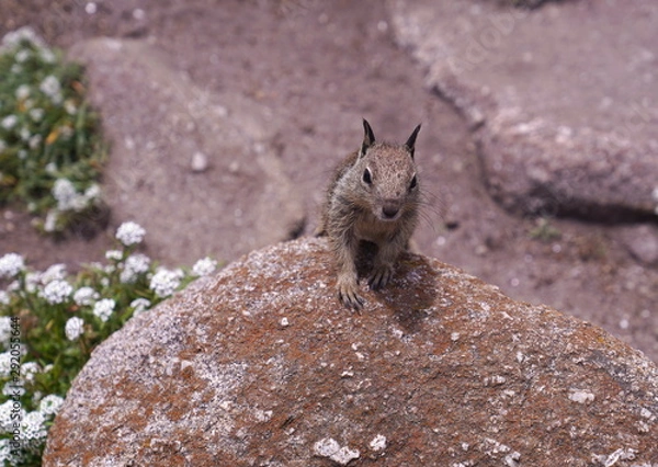 Fototapeta Squirrel coming over rock