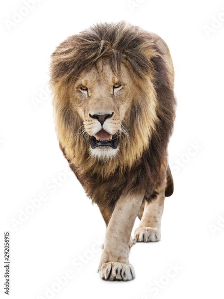 Obraz Majestic powerful lion walking isolated on white background