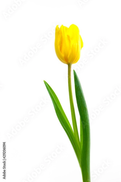 Obraz Żółty tulipan