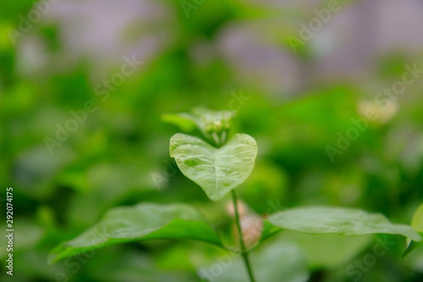 Fototapeta Natural green plant on blurred background in garden with copy space or your product using as background nature green. Leaf green and fresh