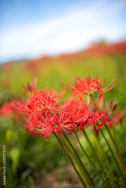 Fototapeta ヒガンバナ