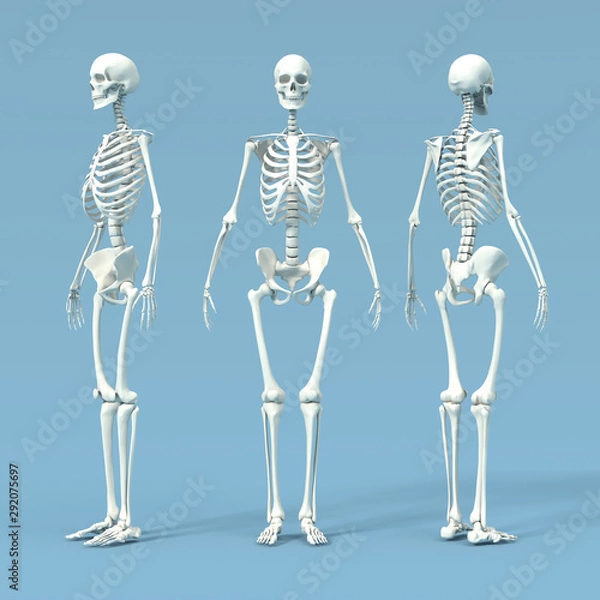 Obraz skeleton 