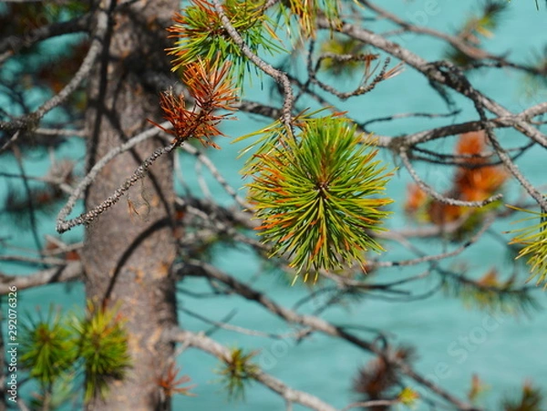 Fototapeta Pine needles with teal background