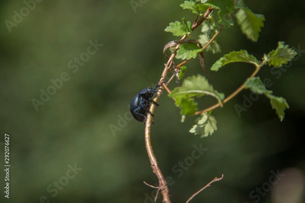 Obraz Timarcha tenebricosa