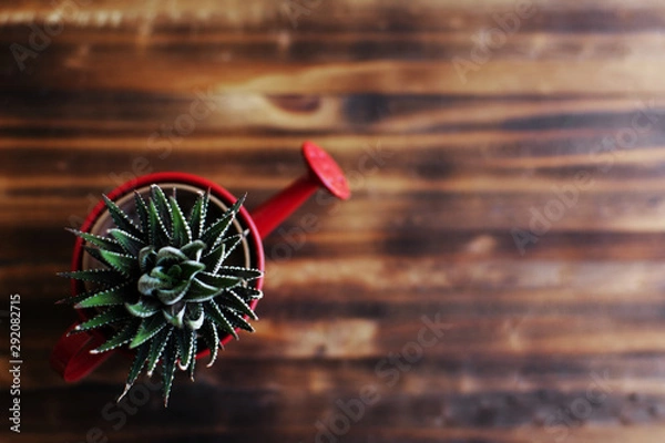 Obraz Little cactus on a pot.