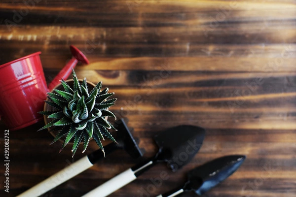 Obraz Little cactus on a pot.