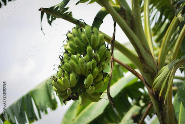 Fototapeta bananas on tree with green bananas hanging