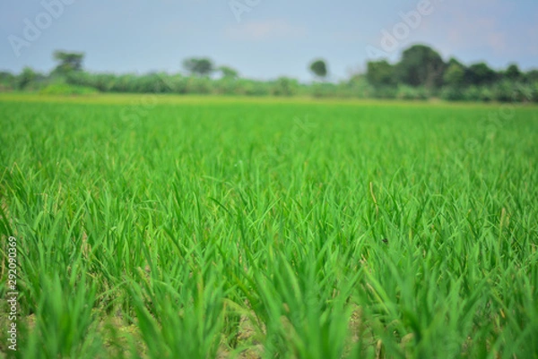 Fototapeta Paddy field with green scene and Beautiful Green background