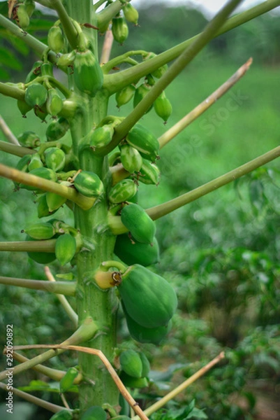 Fototapeta Green papayas hanging in the tree