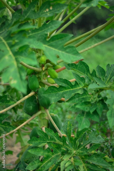 Fototapeta Green papaya hanging from tree and beautiful green leaf and background for cultivation in village for organic food