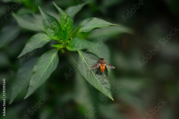 Fototapeta bee on the leaf of the green background 