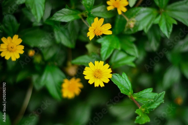 Fototapeta yellow flower in the garden with green leaf in background