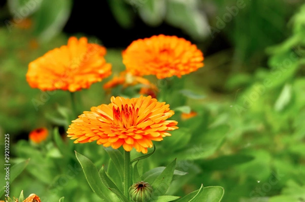 Fototapeta Orange flower