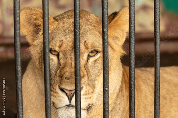 Fototapeta Portrait of a lion in the zoo