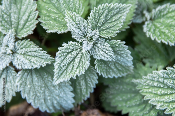 Obraz first frost on green nettle mint leaves, view rom above