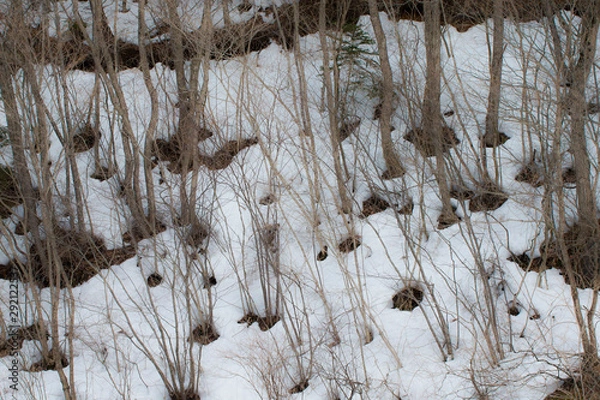 Fototapeta 林の雪解け