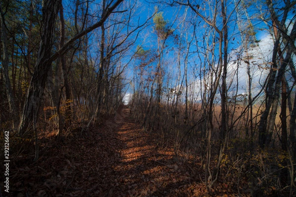 Obraz 晩秋の尾根道