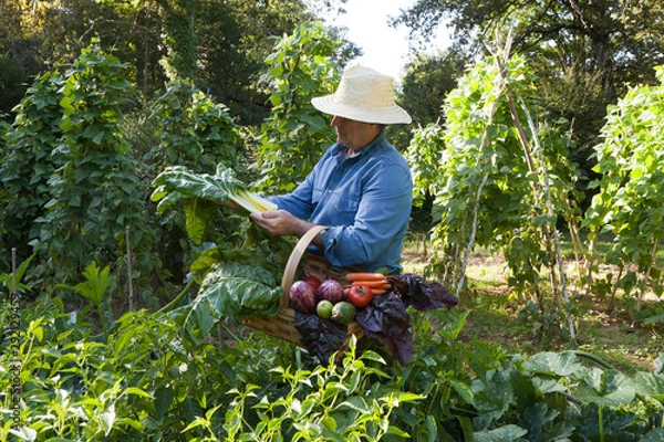 Obraz Farmer