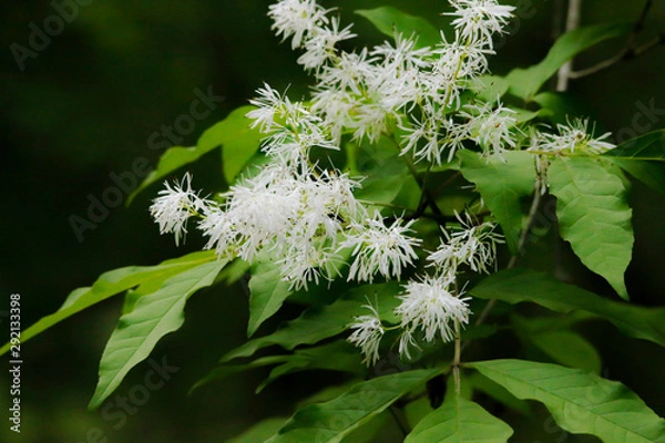 Obraz アオダモの花