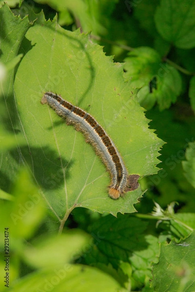 Obraz コガタキシタバガの幼虫