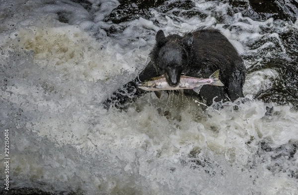 Obraz Alaska Black Bear with a salmon in his mouth in rapids