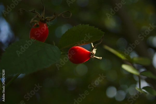 Obraz dog rose fruit
