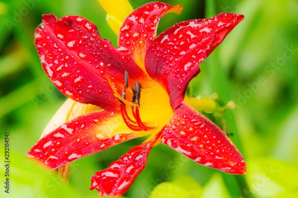 Obraz ノカンゾウ