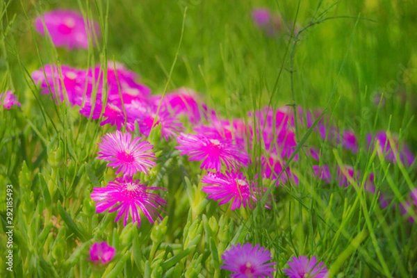 Obraz マツバギク