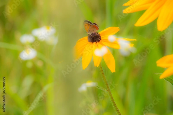 Obraz ヘリアンサスとベニシジミ