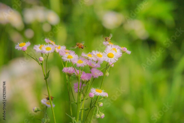 Obraz ハルジオンとハナアブ