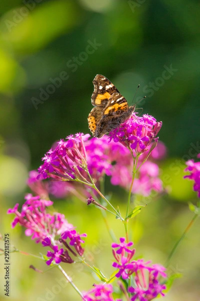 Fototapeta ムシトリナデシコとアカタテハ