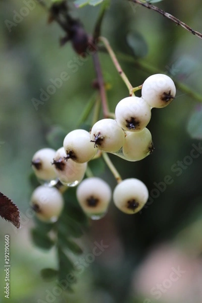 Obraz branch of currant