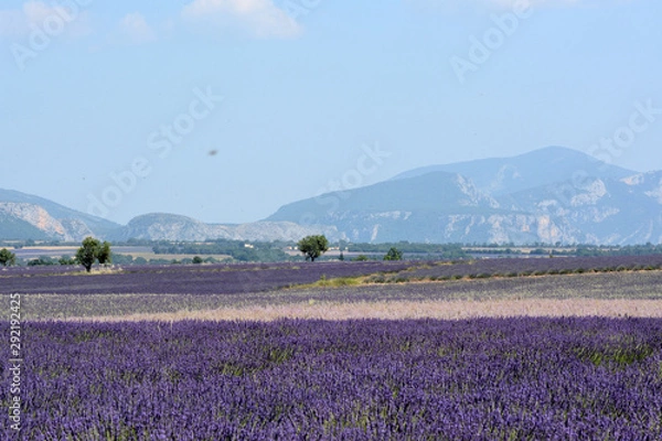 Obraz Fields of blooming  lavenders and clary sage in Valensole. Trees and mountains. Provence in France