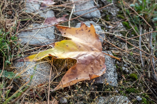Fototapeta Brown - Yellowish Autumn Leaf Laying on Pavement 