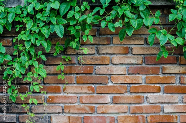 Obraz Green leaves plant on old brick wall with copy space for background , texture , copy text.