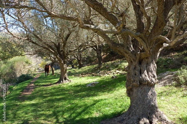 Obraz Olive trees in forests, Upper Galilee.