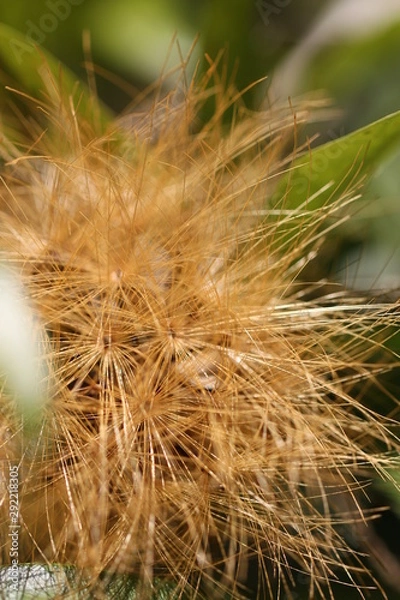 Fototapeta Haired flower