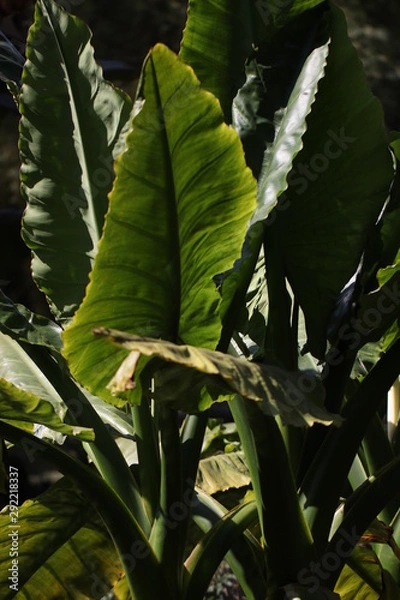 Obraz Big green leaves