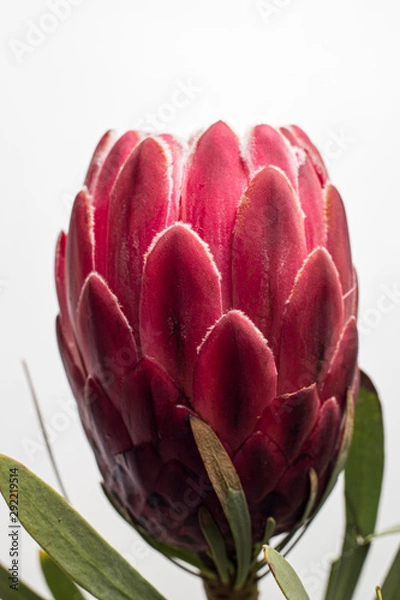 Obraz giant protea